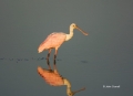 Roseate-Spoonbill;Spoonbill;Reflection;Ajaia-ajaja;One;one-animal;avifauna;bird;